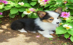 Welsh Corgi Pembroke dogs for sale: Trixie Fluffy - Image 8