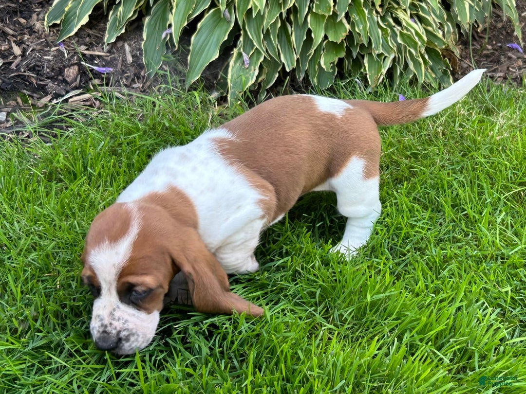 Basset Hound dogs for sale: Willow - Image 5
