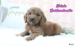 Goldendoodle dogs for sale: Trixie - Image 1