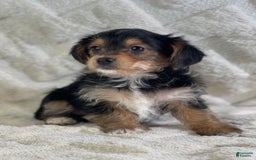 Yorkiepoo dogs for sale: Buster - Image 3