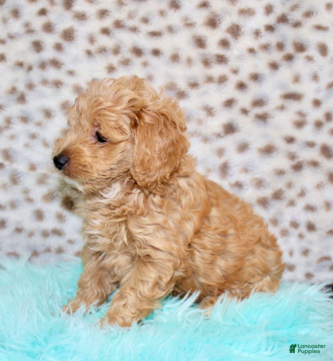 Cockapoo dogs for sale: Biscuit - Image 1