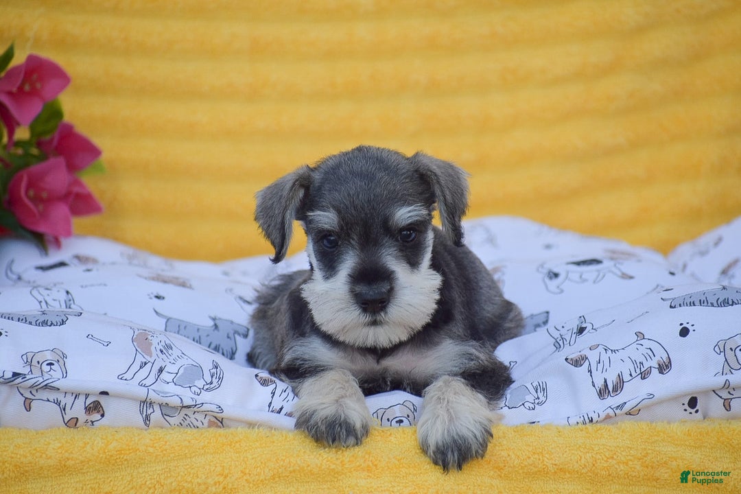 Miniature Schnauzer dogs for sale: Vincent - Image 4