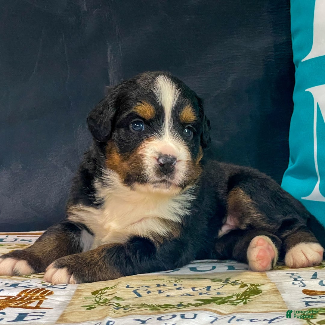 Bernese Mountain Dog dogs for sale: Blake - Image 2