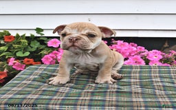 English Bulldog dogs for sale: Butch - Image 3