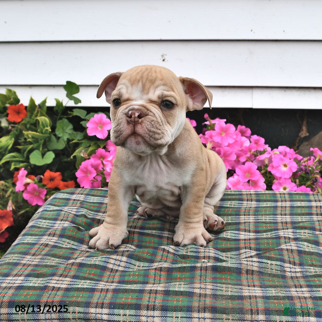 English Bulldog dogs for sale: Butch - Image 3