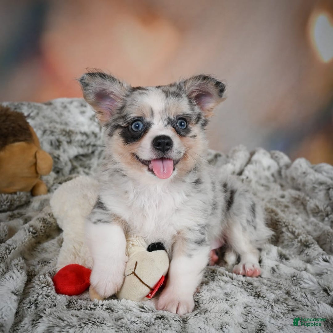 Chihuahua dogs for sale: Winston - Image 10
