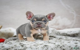 French Bulldog dogs for sale: French Bulldog 6 puppies - Image 38