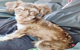 Maltipoo dogs for sale: Count Chocolate - Image 34