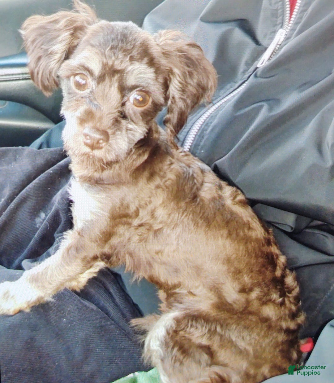 Maltipoo dogs for sale: Count Chocolate - Image 34