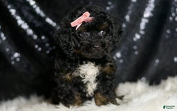 Mini Goldendoodle dogs for sale: Gucci - Image 5
