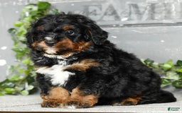 Mini Bernedoodle dogs for sale: Tate - Image 6
