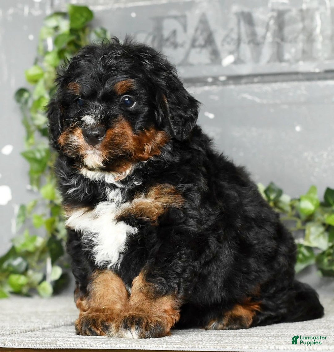 Mini Bernedoodle dogs for sale: Tate - Image 6