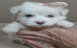 Maltese dogs for sale: Empress - Image 14