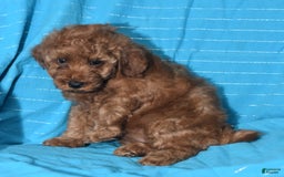 Miniature Poodle dogs for sale: Tessa - Image 9
