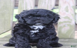 Cavapoo dogs for sale: Sela - Image 1