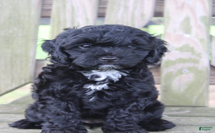 Cavapoo dogs for sale - Ad 1