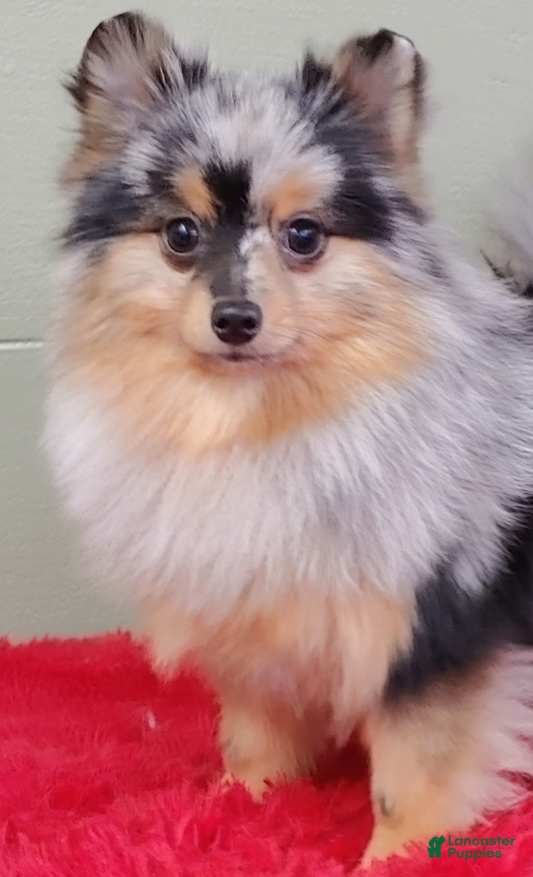 Pomeranian dogs for sale: Astro - Image 4