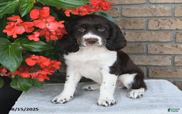 English Springer Spaniel dogs for sale: Captian - Image 1