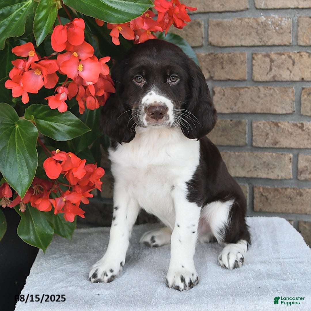 English Springer Spaniel dogs for sale: Captian - Image 1