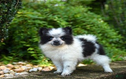 Pomeranian dogs for sale: Olive - Image 1