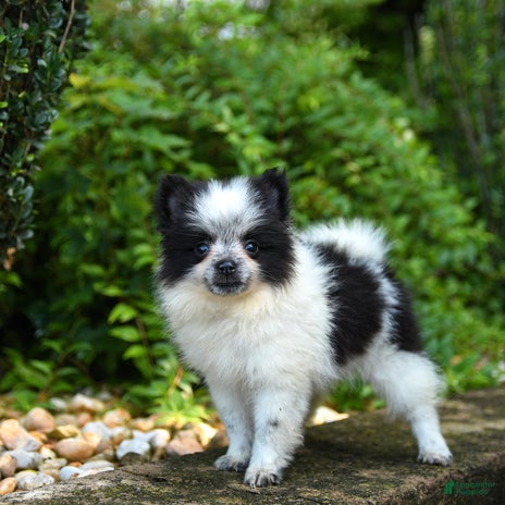 Pomeranian dogs for sale - Ad 2