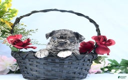 Boston Terrier dogs for sale: Captain - Image 5