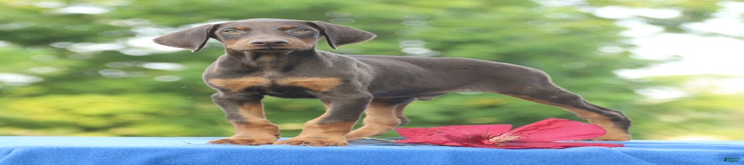 Ranger