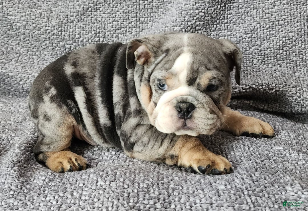 English Bulldog dogs for sale: Campbell - Image 7
