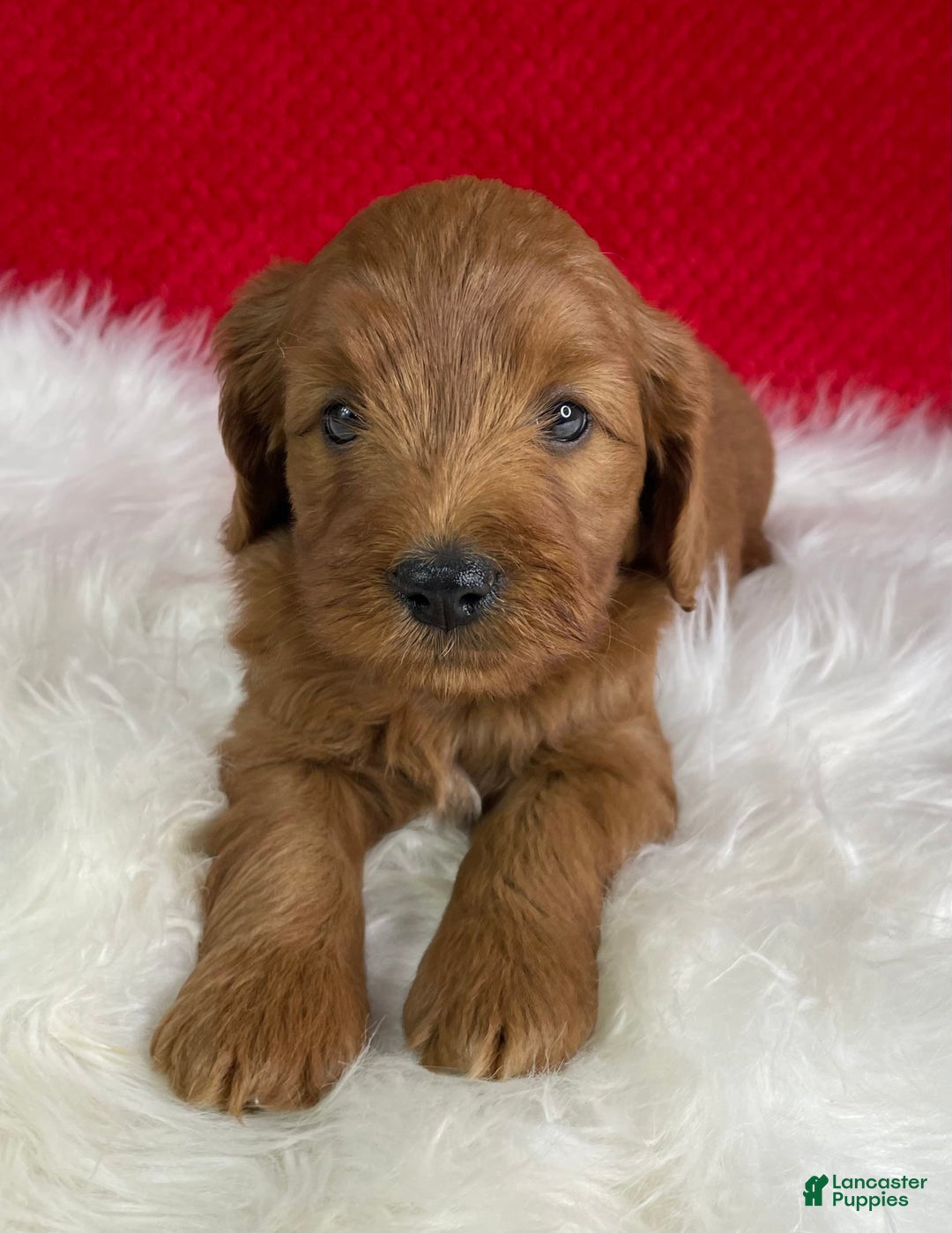 Mini Goldendoodle dogs for sale: Ollie - Image 6