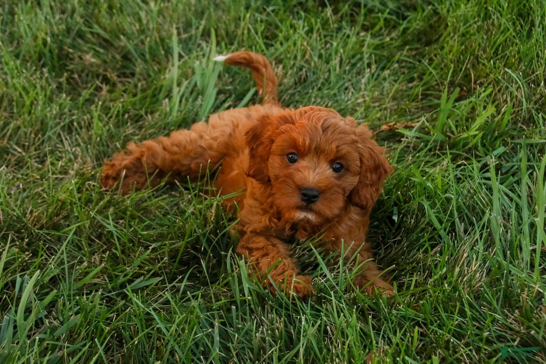 Cavalier King Charles Spaniel dogs for sale: Cavalier King Charles Spaniel 4 puppies - Image 1