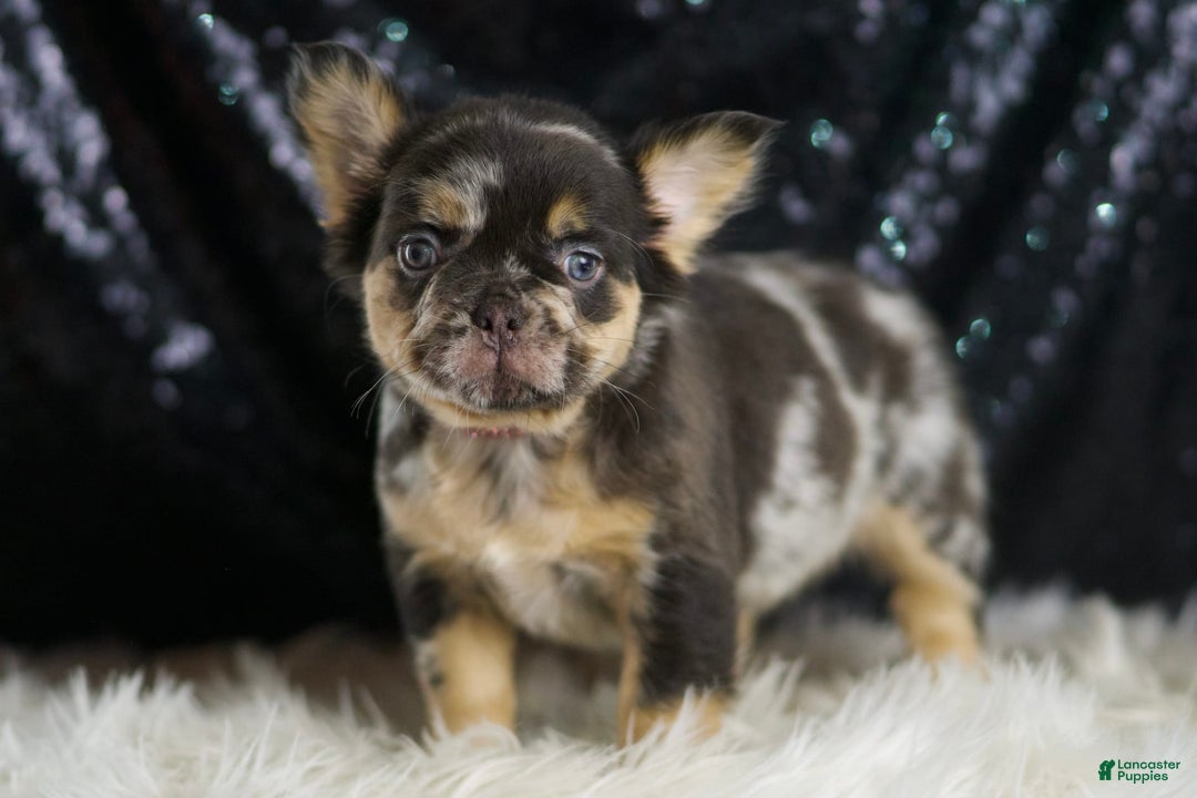 French Bulldog dogs for sale: Truffle - Image 6