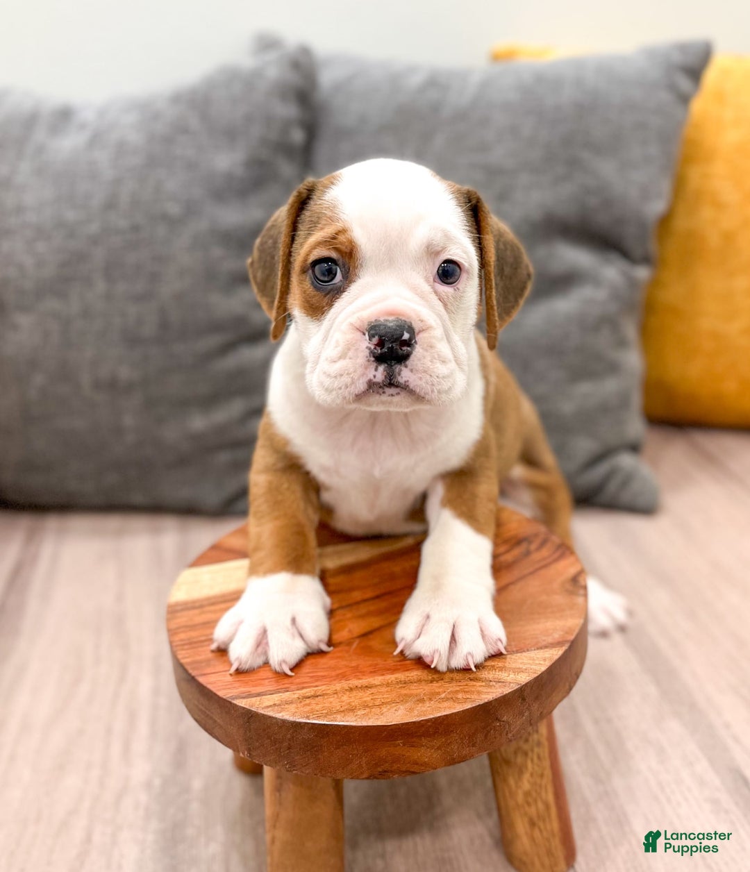 Beabull dogs for sale: Bella - Image 4