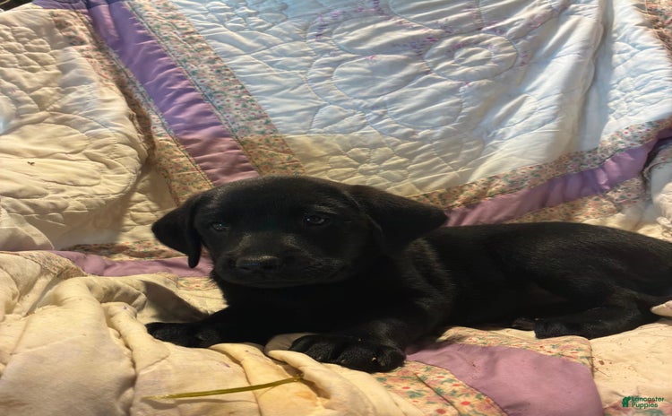 Labrador Retriever dogs for sale - Ad 1