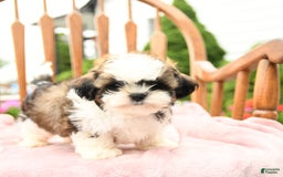 Shih Tzu dogs for sale: Parker - Image 10