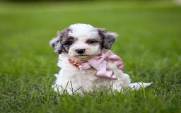 Goldendoodle dogs for sale: Oakland - Image 10
