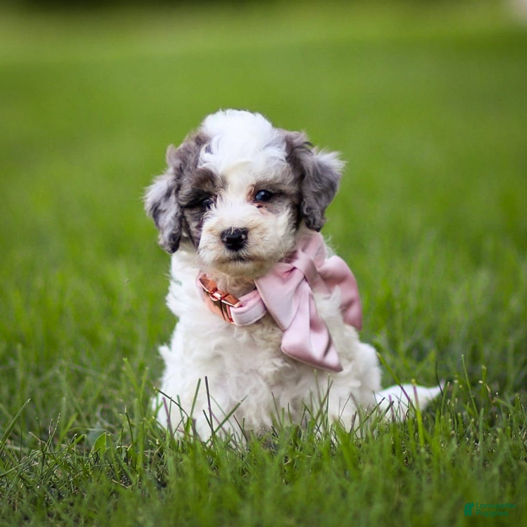 Goldendoodle dogs for sale: Oakland - Image 10