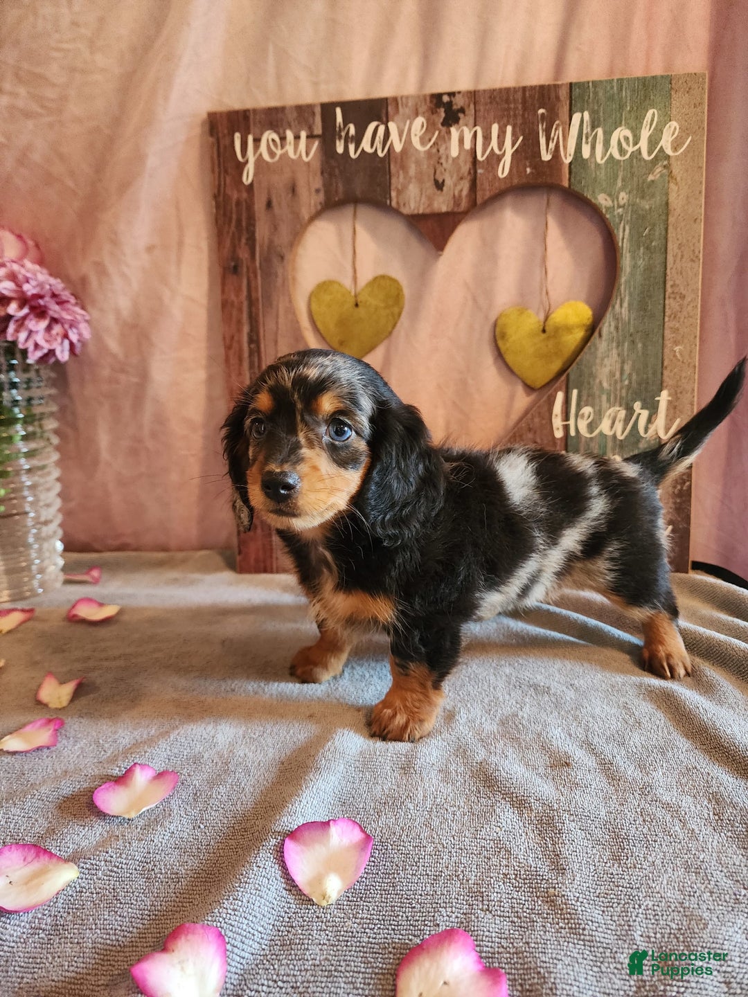Miniature Dachshund dogs for sale: Hailey - Image 11