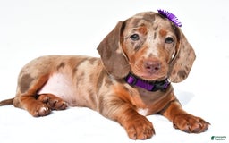 Miniature Dachshund dogs for sale: Grace - Image 5