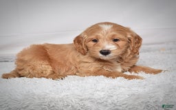  dogs for sale: Mini Goldendoodle 3 puppies - Image 2