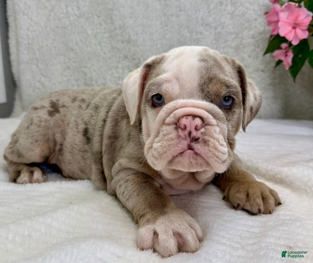 English Bulldog dogs for sale: Eden - Image 4