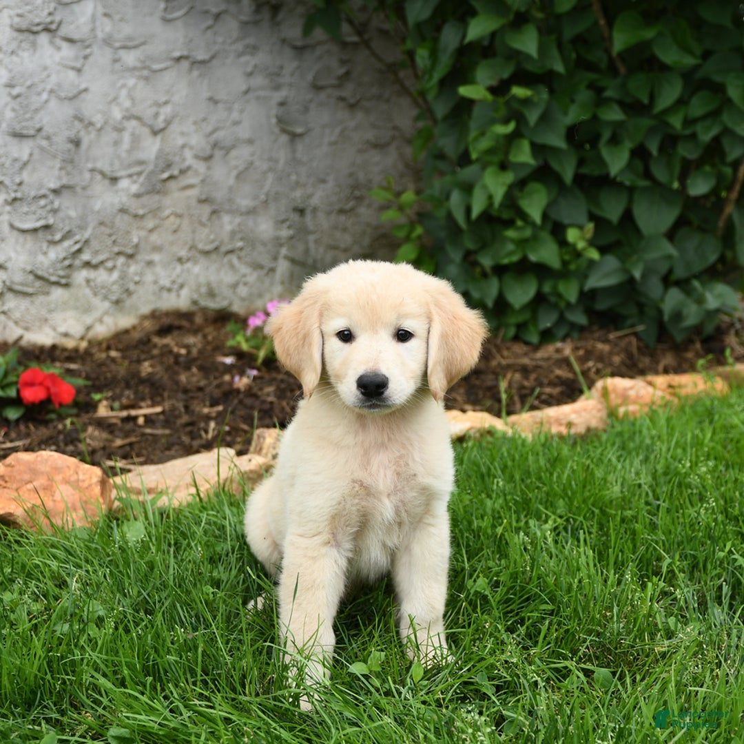 Maremma Sheepdog dogs for sale: Emma - Image 2
