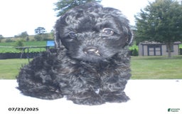 Yorkiepoo dogs for sale: Mack - Image 9