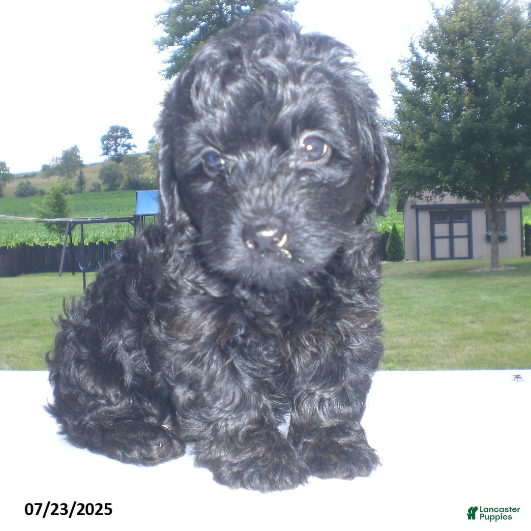 Yorkiepoo dogs for sale: Mack - Image 9