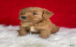 Mini Goldendoodle dogs for sale: Sherry - Image 4