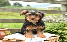 Yorkshire Terrier dogs for sale: Charlie - Image 8