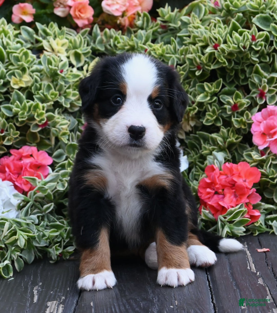 Bernese Mountain Dog dogs for sale: Isla - Image 2