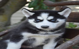 Siberian Husky dogs for sale: Chief - Image 2