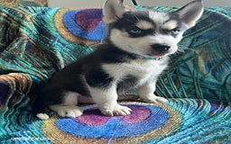 Pomsky dogs for sale: Raider - Image 1