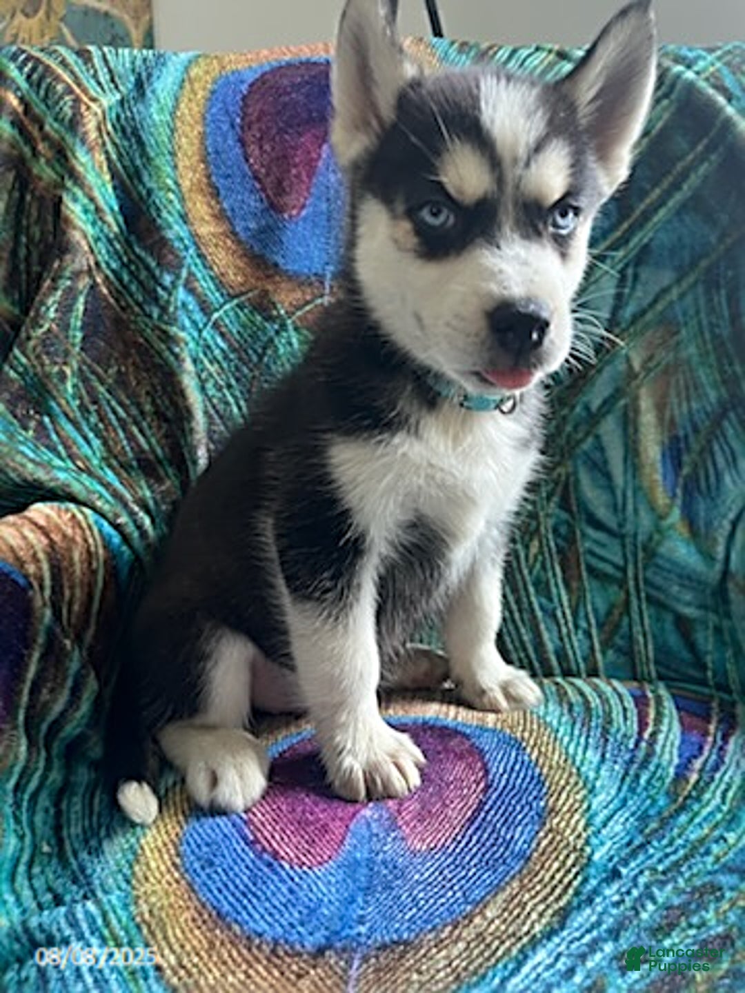 Pomsky dogs for sale: Raider - Image 1