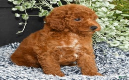Miniature Poodle dogs for sale: Ranae - Image 7